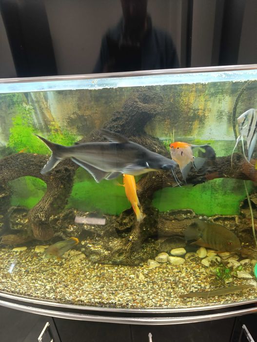 Сомик пангасиус .мирный