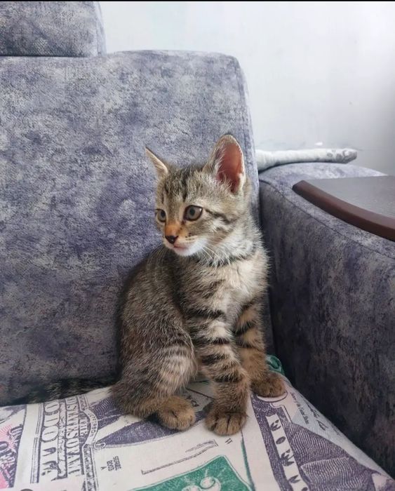 Котята ласковые.