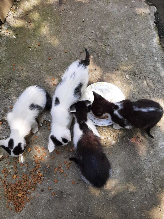 Ofer spre adoptie 4 motanei de 2 luni
