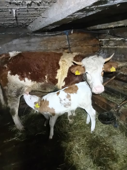 Junincă de vânzare