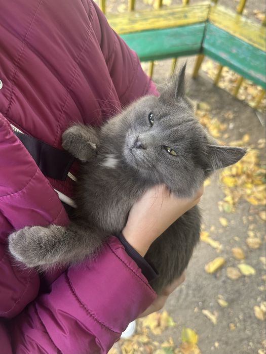 Ласковый котенок