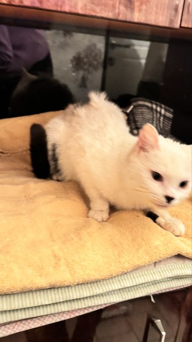 Кошечка отдам даром