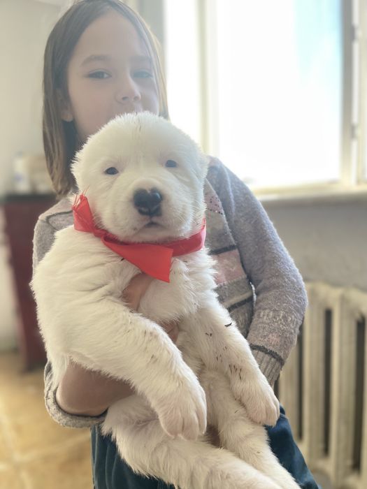 Продам шикарных алабайчиков ( девочки)