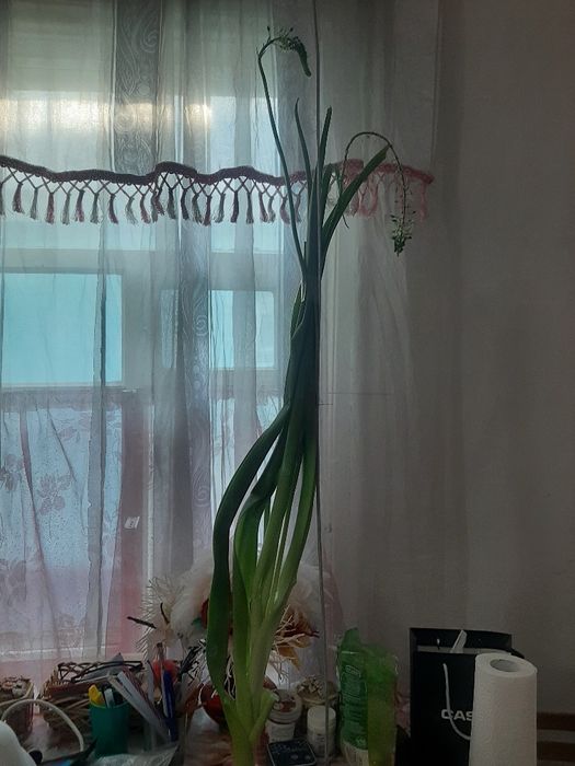 Индийский лук лечебный