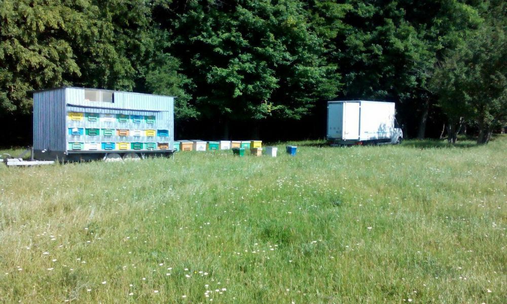 Miere de vanzare productie 2024