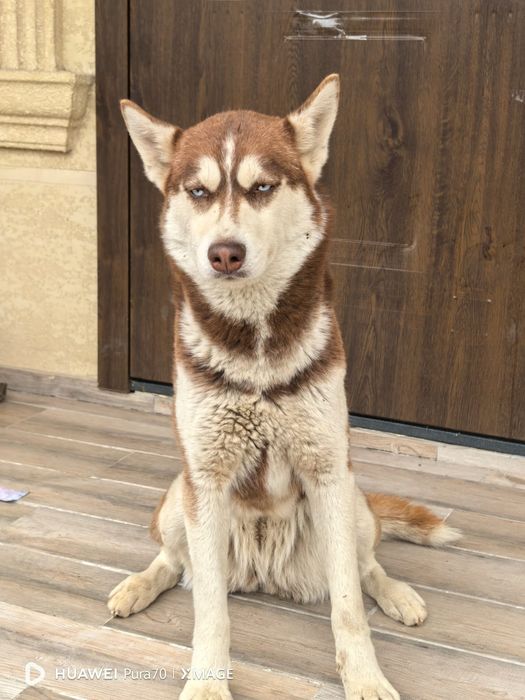 Продам хорошего друга семьи