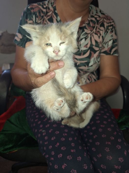 Отдам котят крысоловов