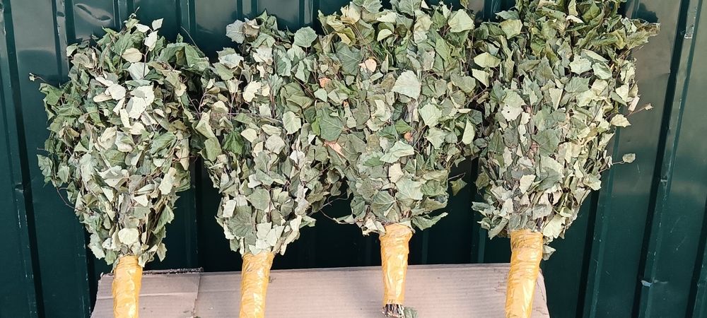 Продам берёзовые веники