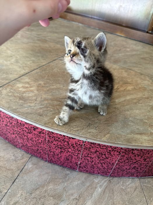 Mushuk sotiladi srochna annig omoxchi bosela tel qilila .