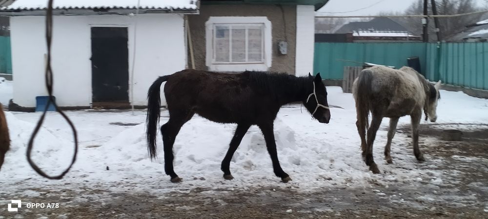Кунан сатылады...