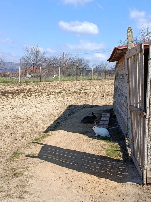 Продавам заици, мъжки и женски