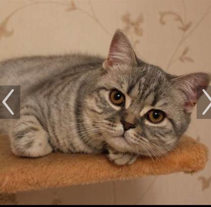 Британский кот, 1 год