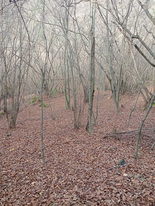 Vând/Schimb teren in zona Râului Mare, Retezat