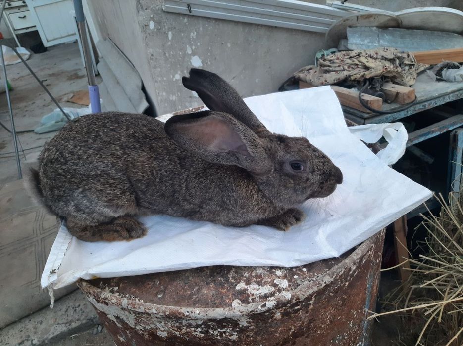 Kuyon gushti sotiladi