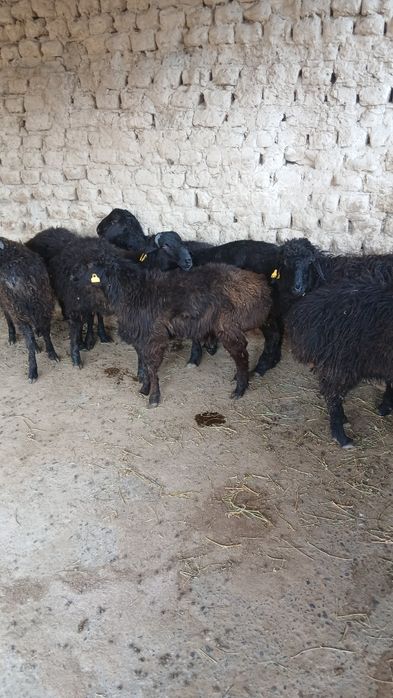 8 бас қошқарлар .