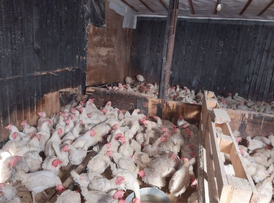 Куры несушки продам и доставлю