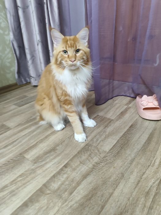 Продам кота мейнкун