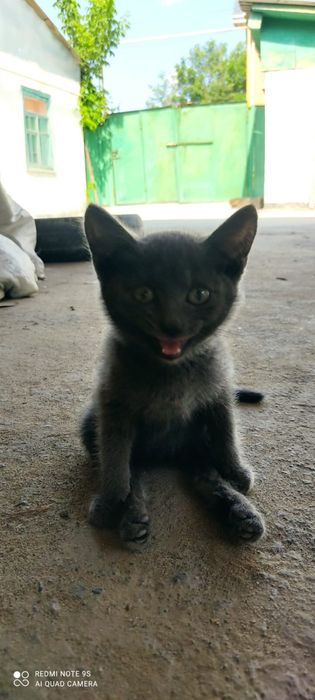 Кошка нуждается вашей помощи
