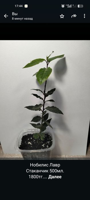 Продам комнатные цветы