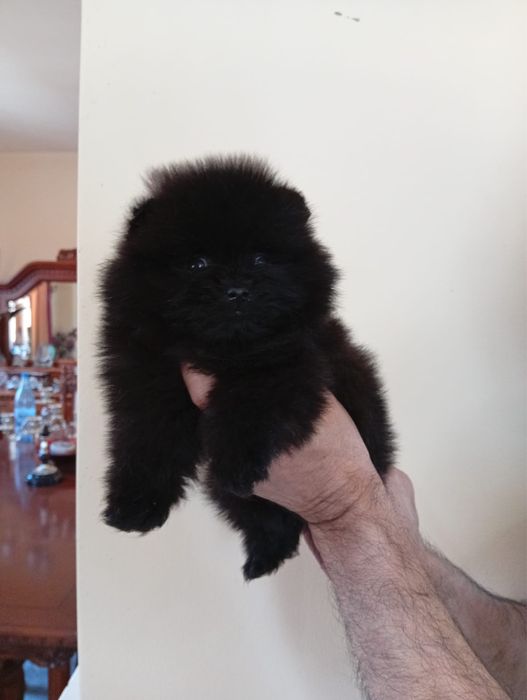 Pomeranian baietel