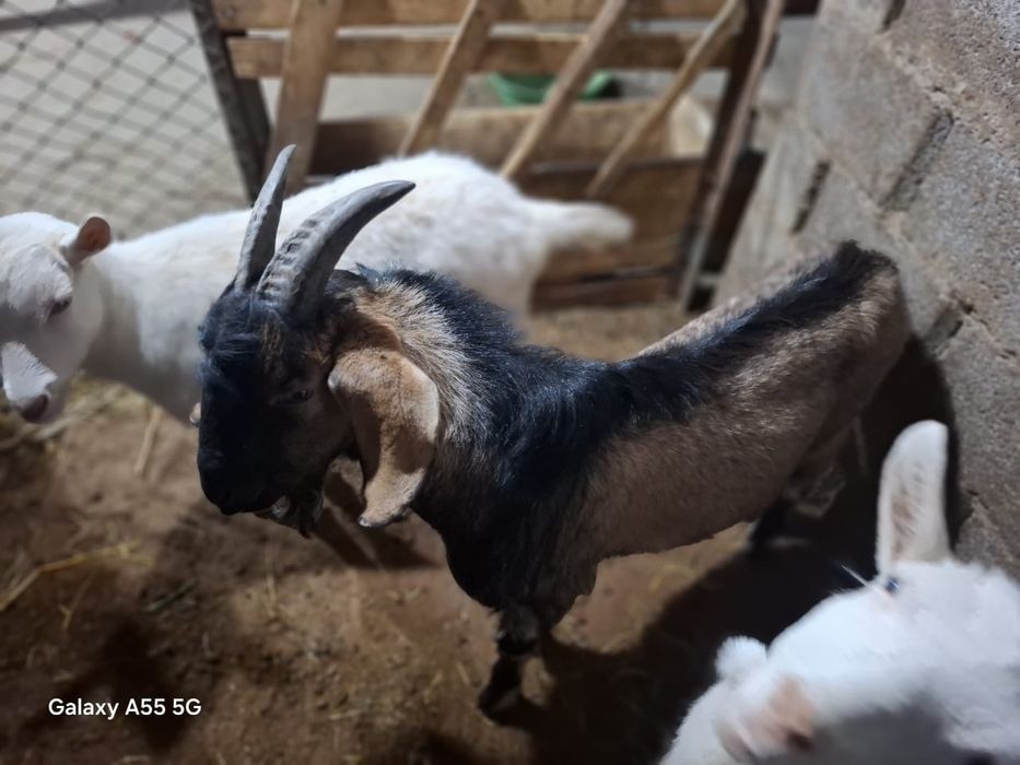 Теке  жалға беріледі асыл тұқымды