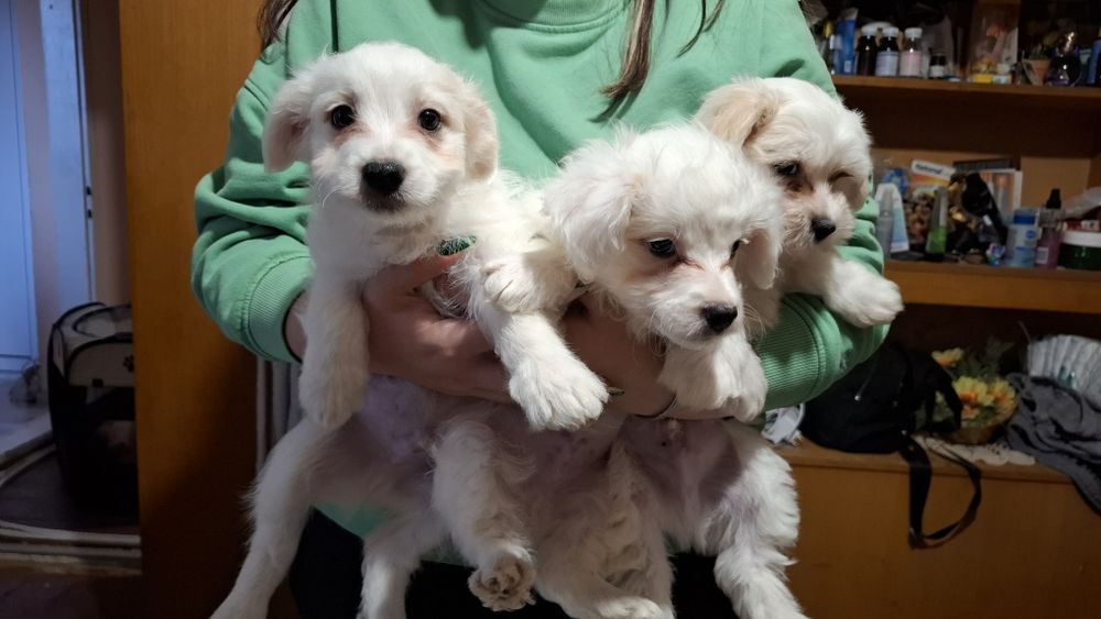 Продавам три момченца...