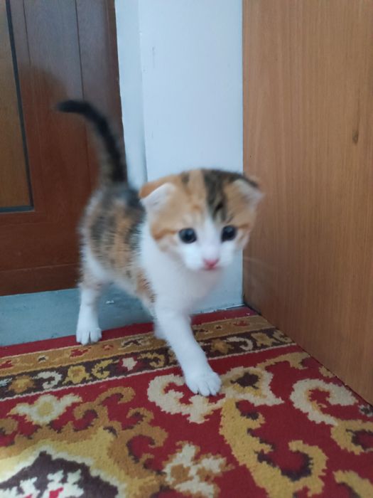 Mushuk bola domashni