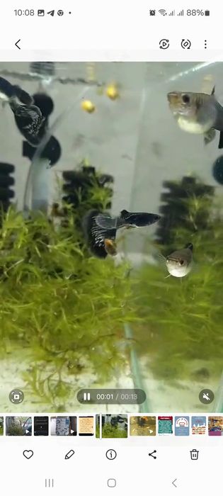 Гуппи black metalic