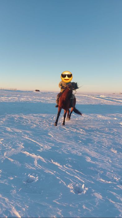 Племенной кушумский жеребец