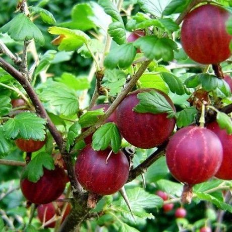 Крыжовник, сирень, форзиция,