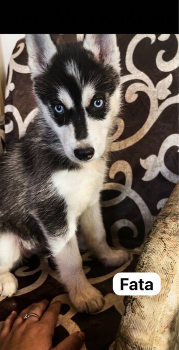 Husky siberian.