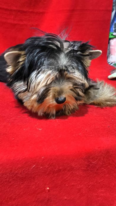 Щенки Йоркширского терьера