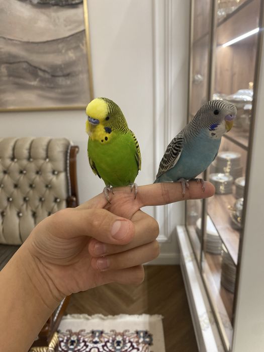 Папугай волнистый ручной
