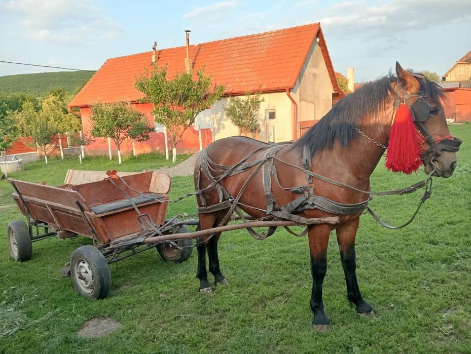 Vand iapa/manza !!