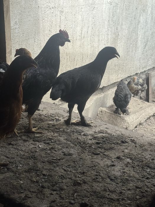Продам курочек молодых
