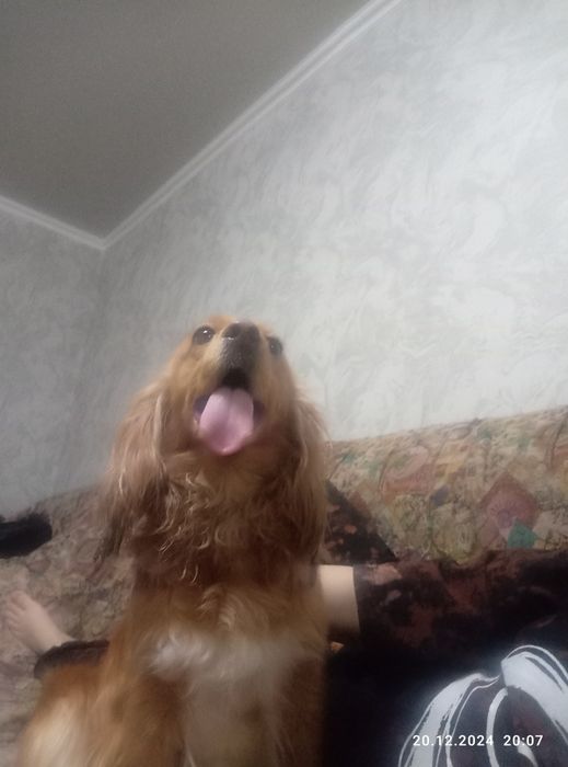 Порода чисто русская охотничья спаниель