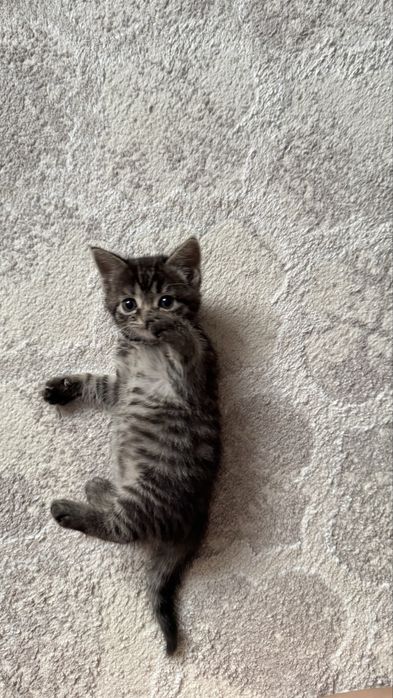 Котенок в добрые руки