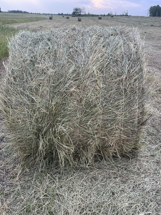 Продам сено рулонный