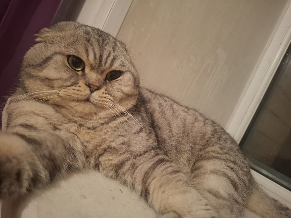 котик для случки