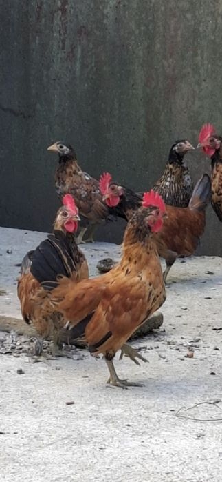 Vând gaini  iopani (aprx. 4 luni)