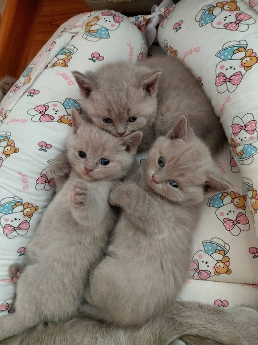 Котята  лиловые британки