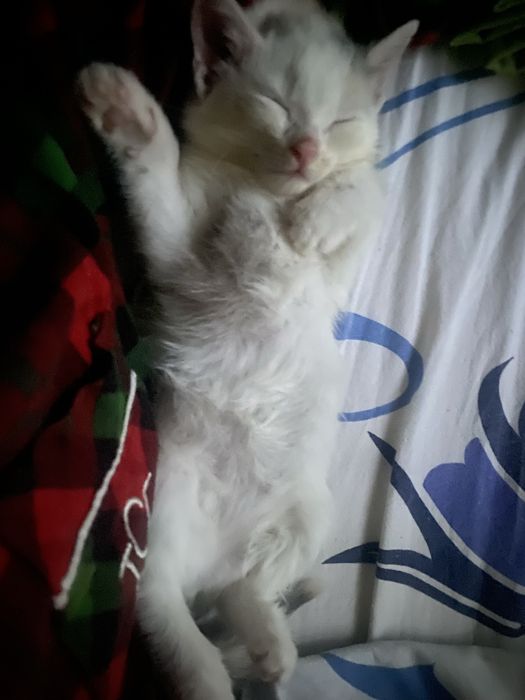 котенок маленькиц