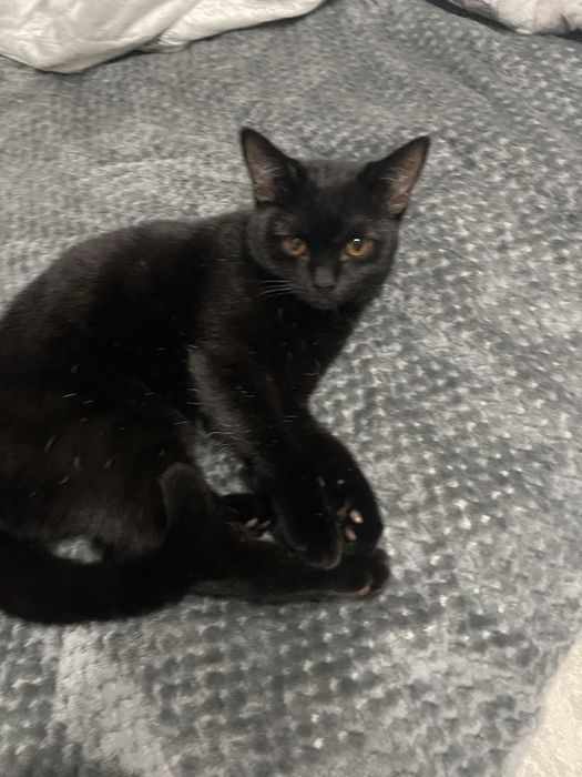Котенок девочка британка