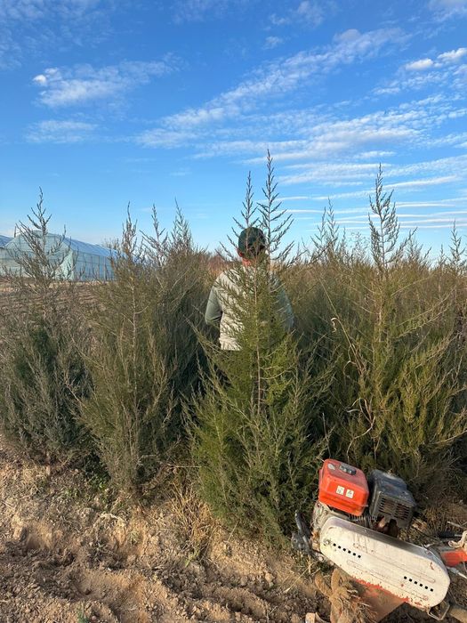 Саженцы көшет ағаш карагаш терек