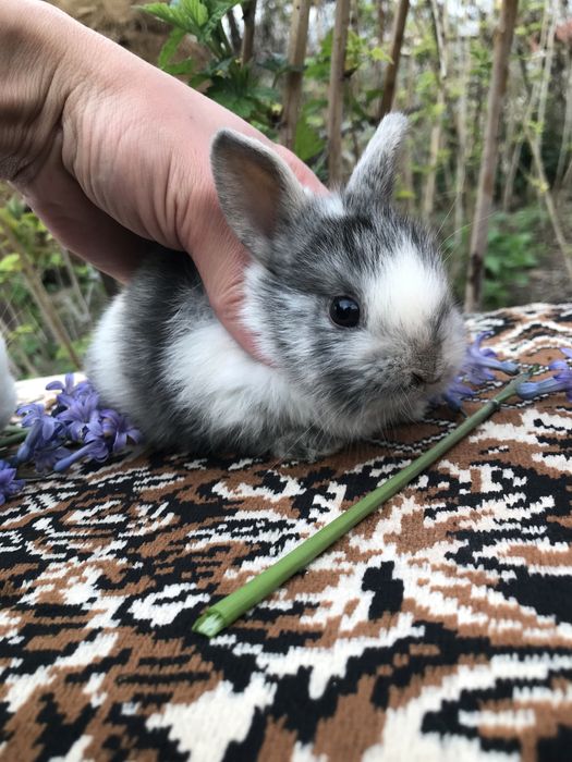 Кролики декоративные ккрликовые