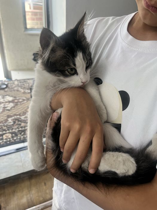 Отдам котенка в добрые руки