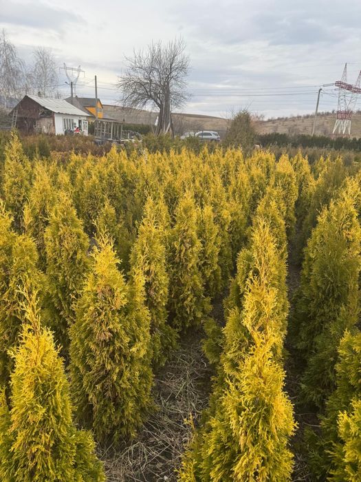 Vand tuia smarald  80 cm -180 cm engros