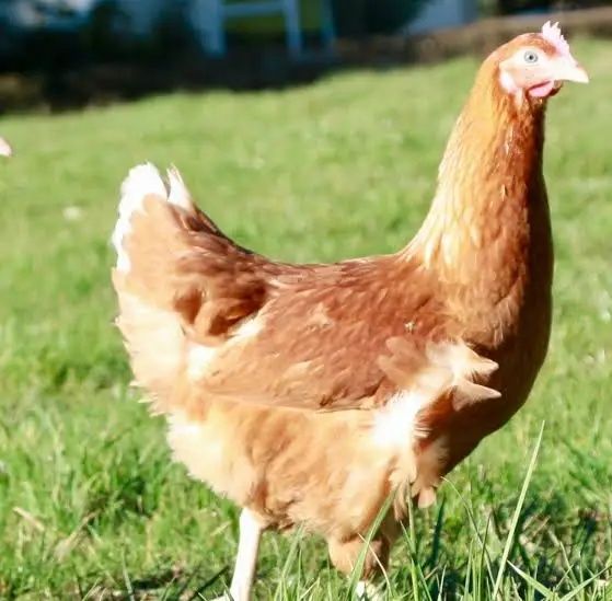 Кокошки носачки Уоман Браун