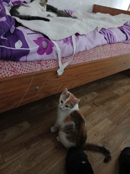Отдам даром котят