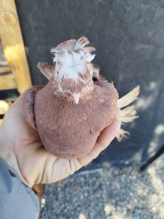 Продам голубку...